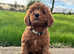 Red Miniature Poodle girl puppy