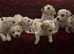 Pure breed KC Registered Bichon frise