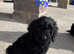 Cockapoo