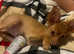 Small toy terriers