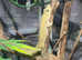 Bauers Chameleon Gecko