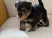 Wawauzer puppy