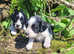 K.c registered Springer spaniels