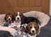 Beautiful Beagle puppies