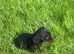 Boy dachshund for sale