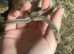Trinket snake at Birmingham Reptiles