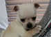 Pug chihuahua puppy