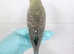 Handreared budgie very friendly