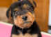 Freddie Welsh terrier puppy