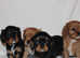Gorgeous Cavalier King Charles Spaniel puppies