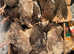 BOP feed quails