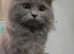 Last pure British longhair kitten for sale
