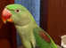 Stunning baby alexandrine parrot