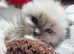 Gccf ragdoll kitten champion lines