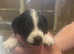 Working Cocker Jacks Puppies For Sale!
