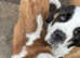 KC registered Saint Bernard puppies for sale