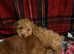 Ruby Toy Cavapoo Puppies Last Puppy