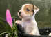 PEDIGREE jack Russell girls for sale