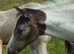 American Paint Horse 2025 Colt