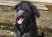 Shepadoodle Puppies *health tested parents*