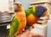 Baby hand reared Talking parrot conure & lorikeet