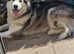 Beautiful gorgoue female malamute