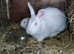 New Zealand White litter