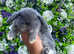Gorgeous Mini Lop Baby's