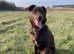 8 month old female family dog lab x collie