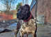 Cane corso merle for stud.