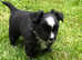 Tiny pedigree chihuahua puppies