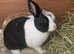 Dutch female rabbit