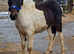 Dartmoor Hill Pony