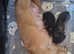 READY! KC REG PRA CLEAR LONG HAIR MINIATURE DACHSHUNDS