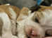 Stunning lhasa apso puppies