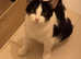 Missing 9 years old cat
