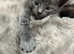Maine coon cross babies