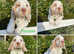 Ready now, fully DNA tested puppies