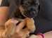 KC registered border terrier pups