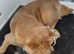 Smooth cream chow chow for sale! Price been reduced