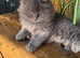 Gccf registered British shorthair/longhair