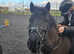 New Forest 13.2 Gelding