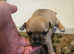Chihuahua puppies