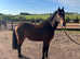 Welsh section C gelding.