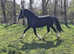 5 year old licenced stallion show prosepect/stud