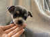 5 lovely coloured chug puppies (updated pictures)