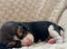 5 Generation KC registered beagle puppies.