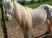 Heavy cob gelding