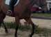 Any one for a total plod / first horse