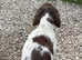 ESS pups Ready now 3 boys.